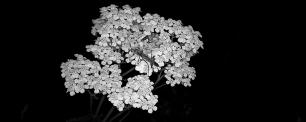 Achillea Paula Bruna