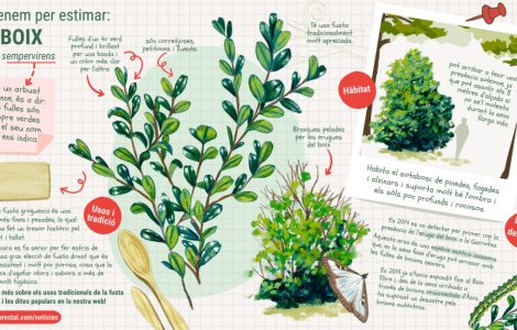 Infografia eruga del boix