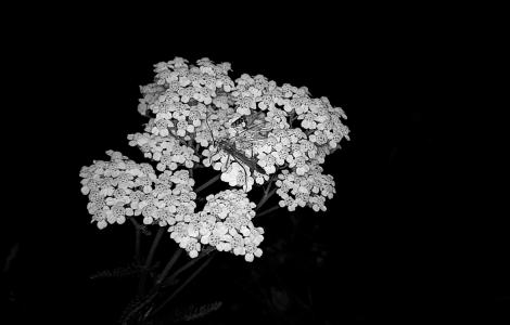 Achillea Paula Bruna