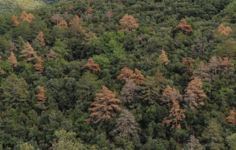 bosc_alertaforestal_sentinellesdelbosc