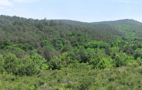 Bosc mediterrani CREAF