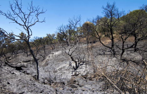 Post-incendi Imatge domini públic