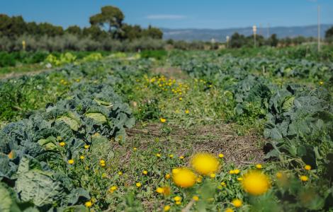 Policultiu i intercroping floral. Imatge: Galdric Mossoll