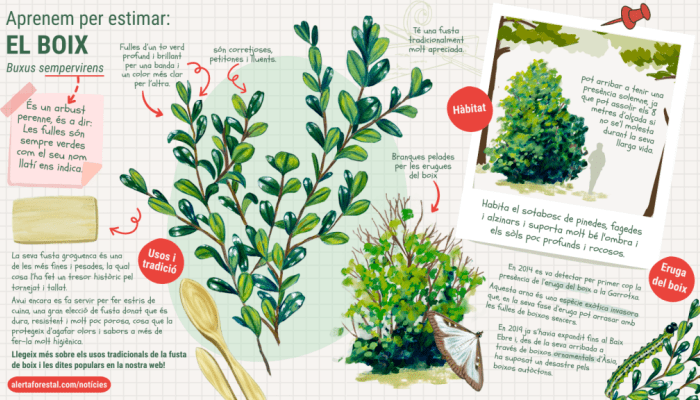 Infografia eruga del boix