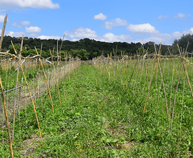 Huerto de agricultura regenerativa