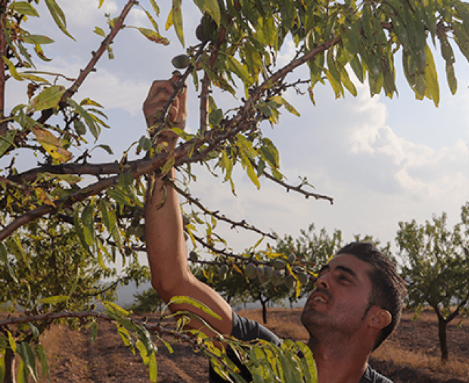 Persona en un cultivo de agricultura regenerativa