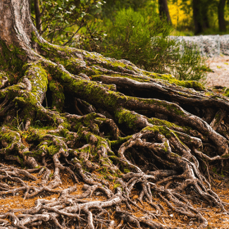 Raices de un árbol