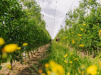 Cultiu d'agricultura regenerativa