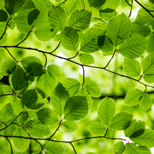 Fulles d'arbre