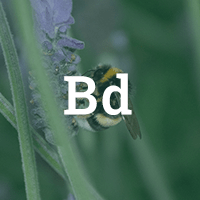 Biodiversitat, abella sobre lavanda