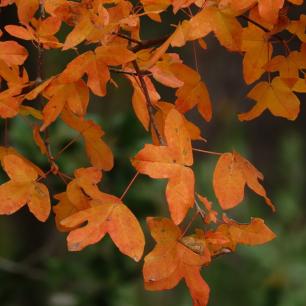 Fulles d'arbre