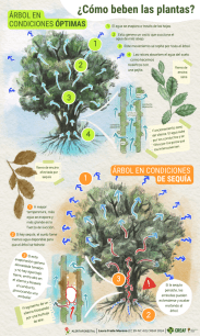 Como beben las plantas - CREAF