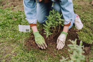 Plantada UAB CREAF