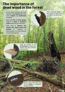 The importance of dead wood in the forest