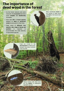 Dead wood infographic - CREAF