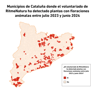 Mapa de los municipios de Cataluña donde el voluntariado de RitmeNatura ha citado alteraciones fenológicas entre julio de 2024 y junio de 2023. Autoría: observatorio RitmeNatura del CREAF.