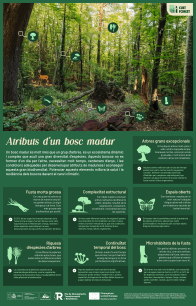 INFOGRAFIA BOSC MADUR CUSTFOREST