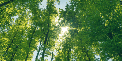 Capçalera de bosc