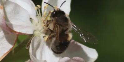 Abella pol·linitzant una flor d'ametller