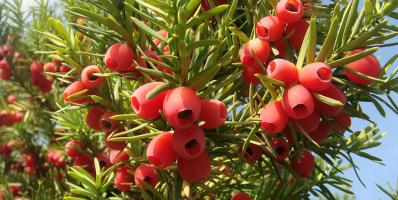 Taxus baccata