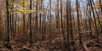 Fageda d'en Jordà