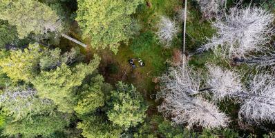 Foto zenital d'un bosc amb arbres morts