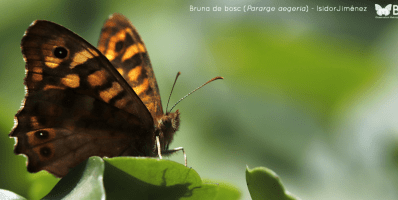 Bruna de bosc (Pararge aegeria) - IsidorJiménez