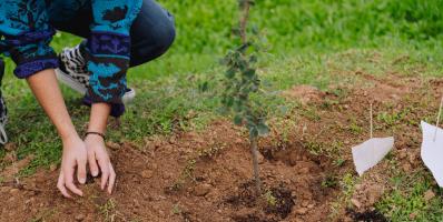 Plantacio arbres a la UAB